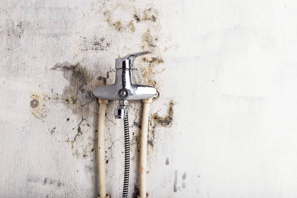 Best Mold Testing  in Bridgeport, MI