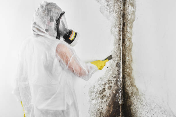 Best Attic Mold Removal  in Bridgeport, MI