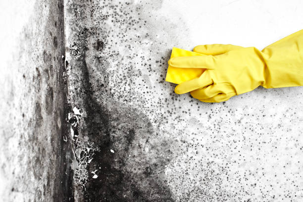 Best Attic Mold Removal  in Bridgeport, MI