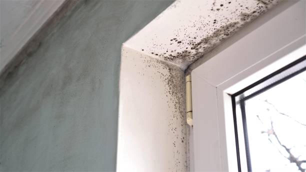 Certified Mold Removal in Bridgeport, MI