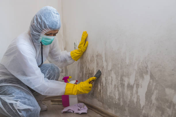 Best Certified Mold Removal  in Bridgeport, MI