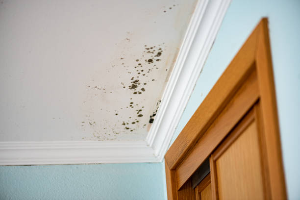 Best Best Mold Removal Companies  in Bridgeport, MI