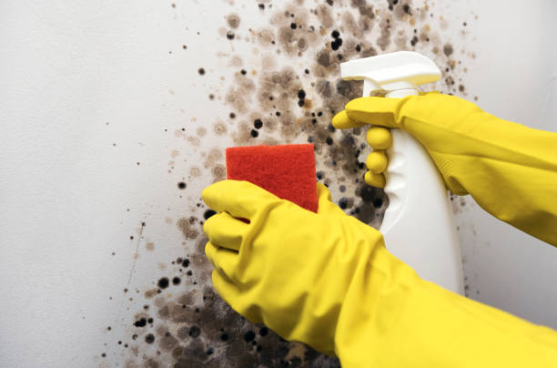 Best Mold Removal Company Near Me  in Bridgeport, MI