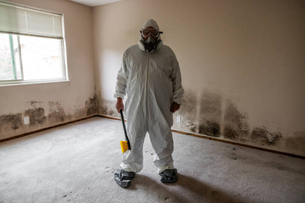 Best Toxic Mold Removal  in Bridgeport, MI