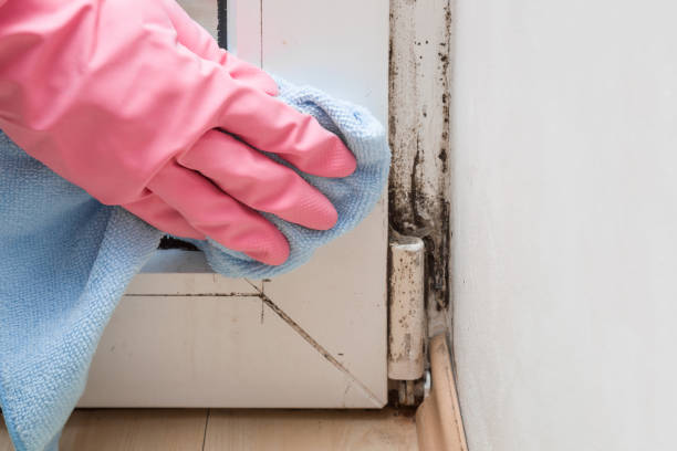 Best Crawl Space Mold Removal  in Bridgeport, MI