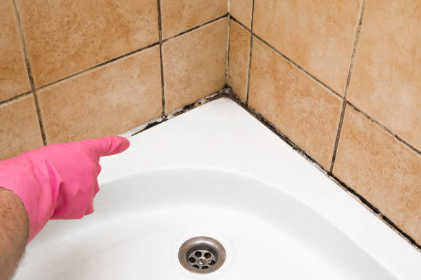 Best Same-Day Mold Removal  in Bridgeport, MI